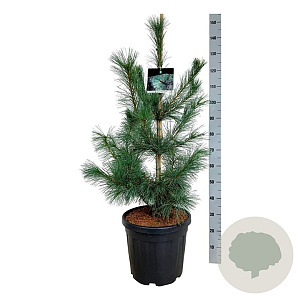 Pinus monticola 'Ammerland' 100-125 cm 30L extra