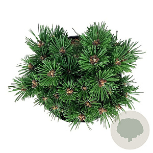 Pinus mugo 'Benjamin' 20-25 cm
