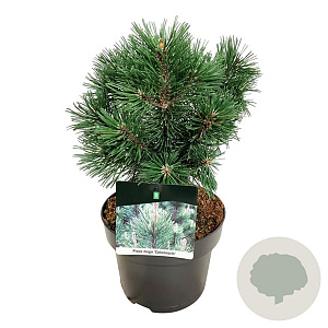 Pinus mugo 'Green Column' 25-30 cm
