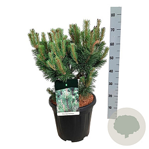 Pinus mugo 'Green Column' 40-50 cm 15L