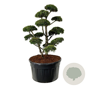 Pinus mugo 'Gnom' 150-175 cm cont. 500L bonsai
