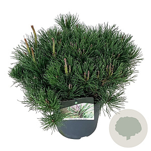 Pinus mugo mugo 40-50 cm 6L