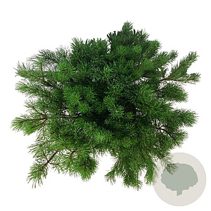Pinus mugo mugo 50-60 cm 7,5L