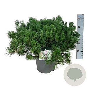 Pinus mugo mugo 50-60 cm 7,5L
