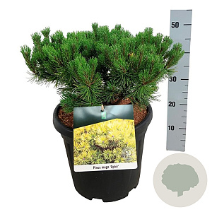 Pinus mugo 'Ophir' 40-50 cm 15L