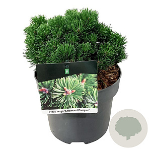 Pinus mugo 'Sherwood Compact' 15-20 cm