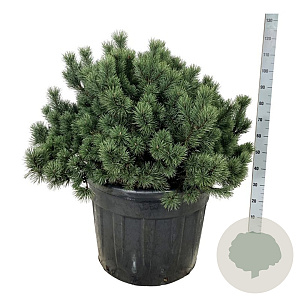 Pinus mugo 80-100 cm cont. 130L