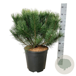 Pinus mugo uncinata 50-60 cm 15L