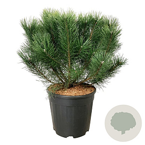 Pinus mugo uncinata 50-60 cm 15L