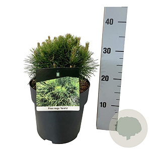 Pinus mugo 'Varella' 15-20 cm
