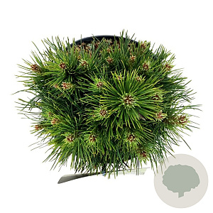 Pinus mugo 'Varella' 15-20 cm