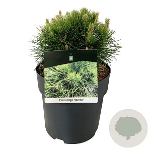 Pinus mugo 'Varella' 15-20 cm