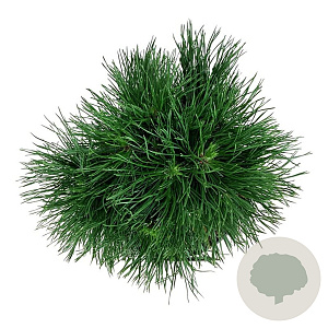 Pinus mugo 'Varella' 20-25 cm