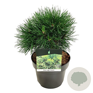 Pinus mugo 'Varella' 20-25 cm