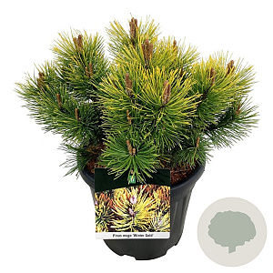 Pinus mugo 'Winter Gold' 30-40 cm 15L