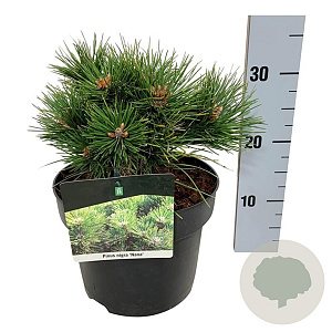 Pinus nigra 'Nana' 20-25 cm
