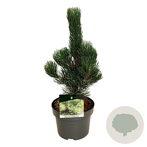 Pinus nigra 'Oregon Green' 40-50 cm P21