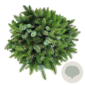 Picea omorika 'Nana' 25-30 cm