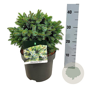 Picea omorika 'Nana' 25-30 cm