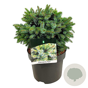Picea omorika 'Nana' 25-30 cm