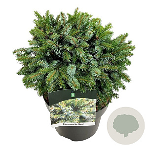 Picea omorika 'Nana' 25-30 cm