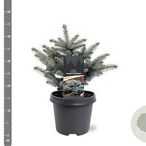 Picea pungens 'Glauca Globosa' 25-30 cm 5,0L