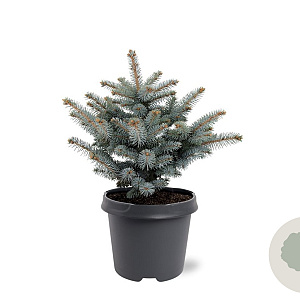 Picea pungens 'Glauca Globosa' 25-30 cm 5,0L