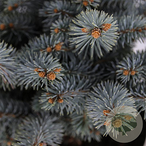 Picea pungens 'Glauca Globosa' 25-30 cm 5,0L