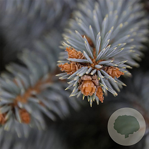 Picea pungens 'Glauca Globosa' 25-30 cm 5,0L