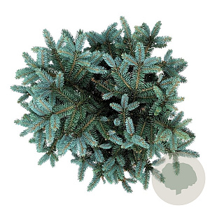 Picea pungens 'Glauca Globosa' 60 cm stam 15L