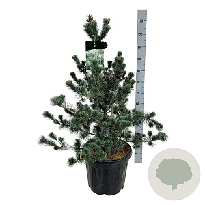 Pinus parv. 'Negishi' 80-100 cm 30L extra