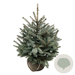 Picea pungens Super Blue Seedling 60-80 cm met kluit extra