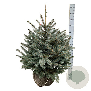 Picea pungens Super Blue Seedling 60-80 cm met kluit extra