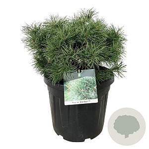 Pinus sylv. Blue Pearl 50-60 cm 30L extra