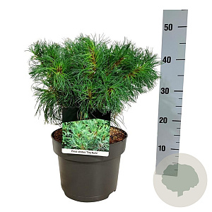 Pinus strobus 'Tiny Kurls' 25-30 cm