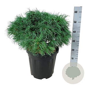 Pinus strobus 'Tiny Kurls' 40-50 cm 15L