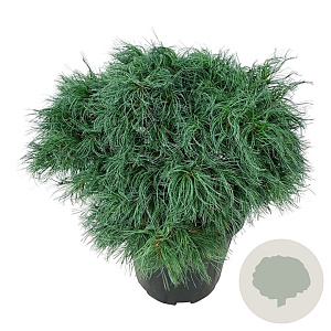 Pinus strobus 'Tiny Kurls' 40-50 cm 15L