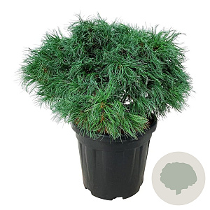 Pinus strobus 'Tiny Kurls' 40-50 cm 15L