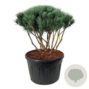 Pinus sylv. 'Watereri' 100-110 cm cont. 230L scherm