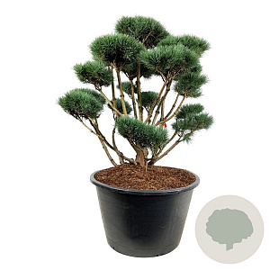 Pinus sylv. 'Watereri' 150-175 cm cont. 500L bonsai