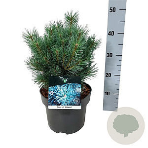 Pinus sylv. 'Watereri' 25-30 cm