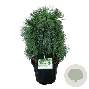 Pinus schwerinii 'Wiethorst' 50-60 cm 15L