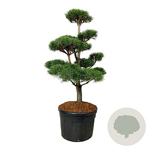 Pinus sylvestris 150-175 cm cont. 180L bonsai