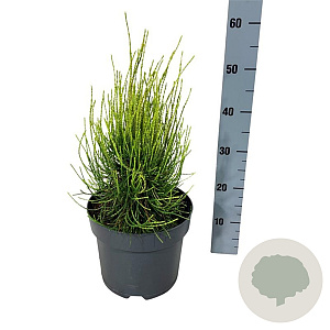 Platycladus or. 'Franky Boy' 30-40 cm 6,5L