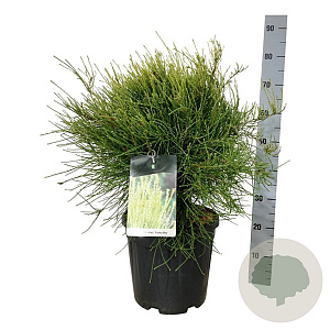 Platycladus or. 'Franky Boy' 50-60 cm 15L