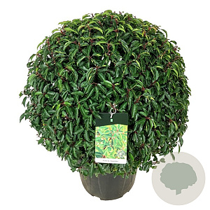 Prunus l. 'Angustifolia' 80-90 cm cont. 55L extra