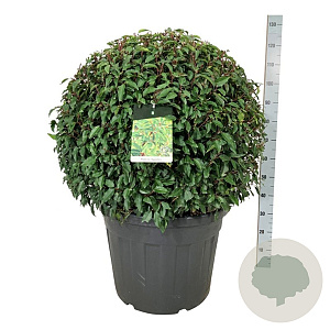 Prunus l. 'Angustifolia' 80-90 cm cont. 90L bol extra