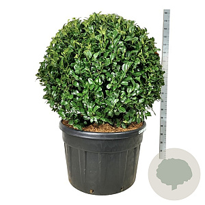 Prunus l. 'Ani' 100 cm cont. 230L bol