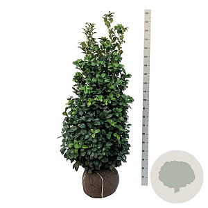 Prunus l. 'Ani' 125-150 cm met kluit extra