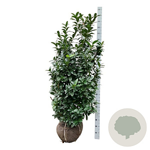 Prunus l. Bonaparte 150-175 cm met kluit extra